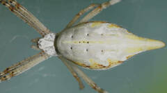 Argiope protensa