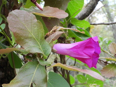 Ipomoea orizabensis
