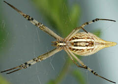 Argiope protensa