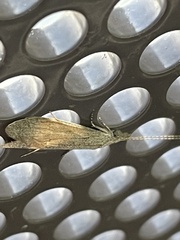 Triplectidinae