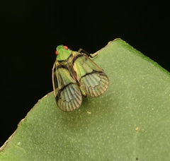Cyphoceratopini