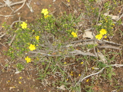Hibbertia sericea