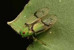 Cyphoceratopini