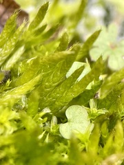 Brachythecium albicans