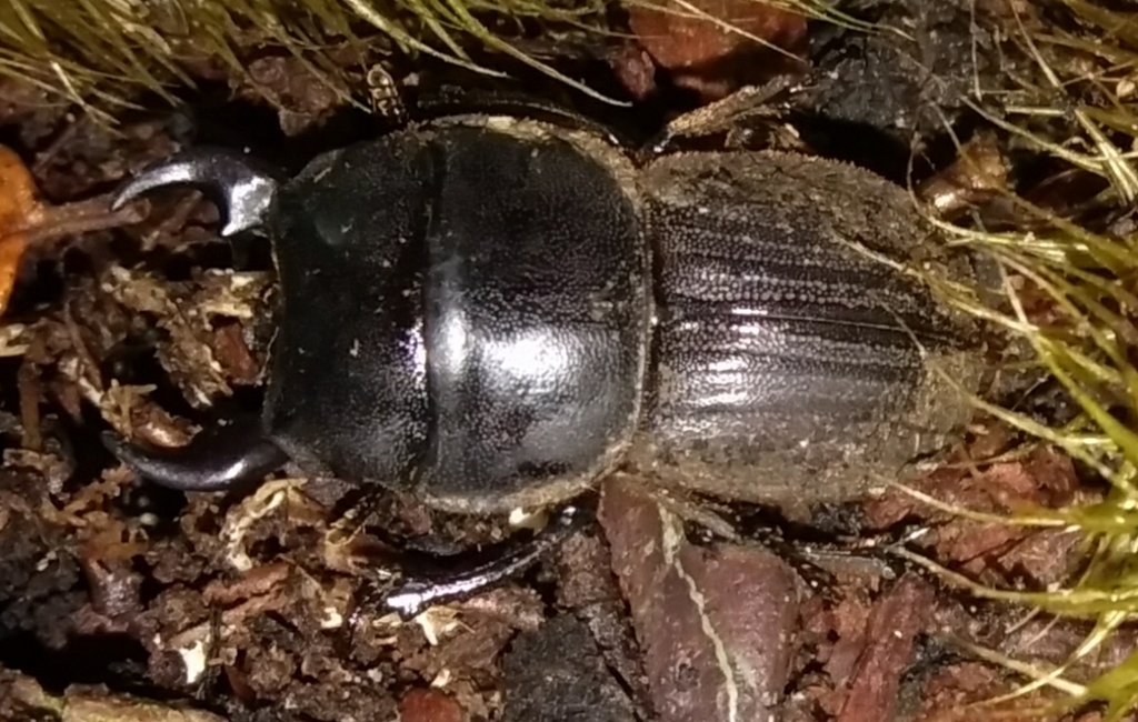Geodorcus philpotti