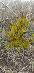 Phoradendron berteroanum