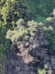 Olea europaea cerasiformis