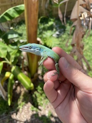 Anolis allisoni