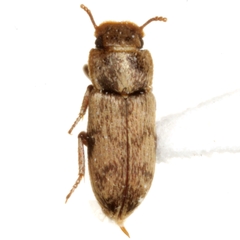 Lepidocnemeplatia sericea