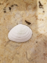 Macoma