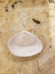 Macoma
