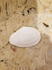 Macoma nasuta