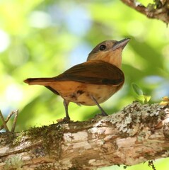 Pachyramphus validus