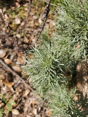 Rhopalomyia floccosa