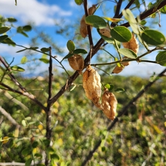 Diphysa occidentalis