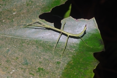 Libethra