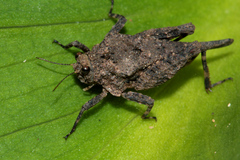Dasyleurotettix infaustus