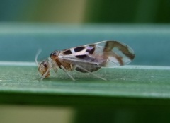 Graphopsocus cruciatus