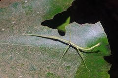 Libethra