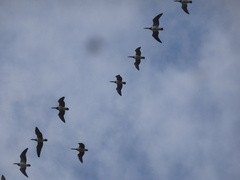 Branta leucopsis