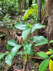 Costus arabicus