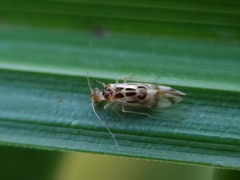 Graphopsocus cruciatus