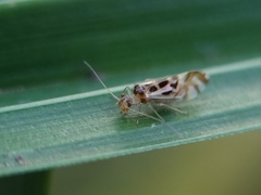 Graphopsocus cruciatus