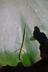 Libethra