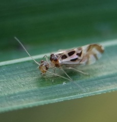 Graphopsocus cruciatus