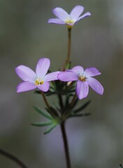 Leptosiphon breviculus