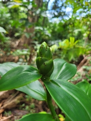 Costus arabicus