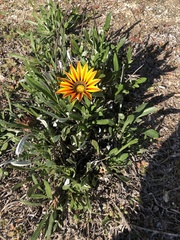 Gazania linearis