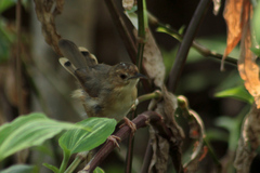 Cisticola erythrops
