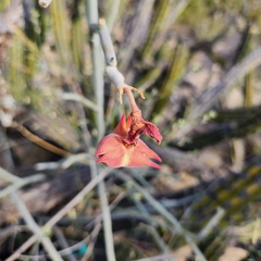 Euphorbia lomelii