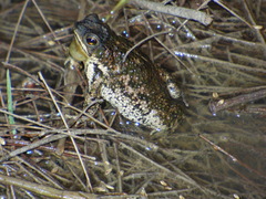 Rhinella dorbignyi