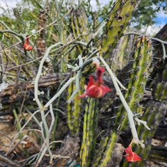 Euphorbia lomelii