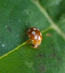 Vibidia duodecimguttata