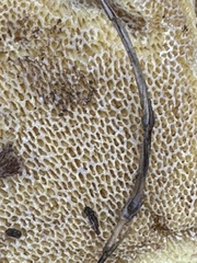 Suillus lakei