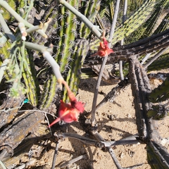 Euphorbia lomelii