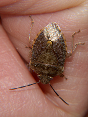 Dryadocoris apicalis