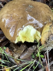 Suillus lakei