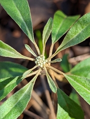 Croton argyranthemus