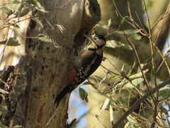 Dendrocopos major