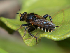 Laxenecera albicincta