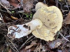 Suillus lakei