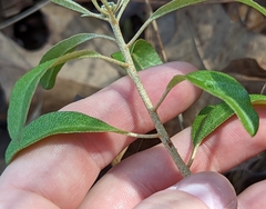 Croton argyranthemus