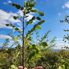 Diphysa occidentalis