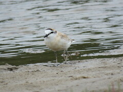 Charadrius marginatus