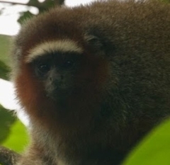 Plecturocebus ornatus