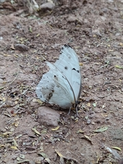 Morpho polyphemus polyphemus